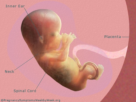 15 недель беременности что происходит с малышом и мамой фото
