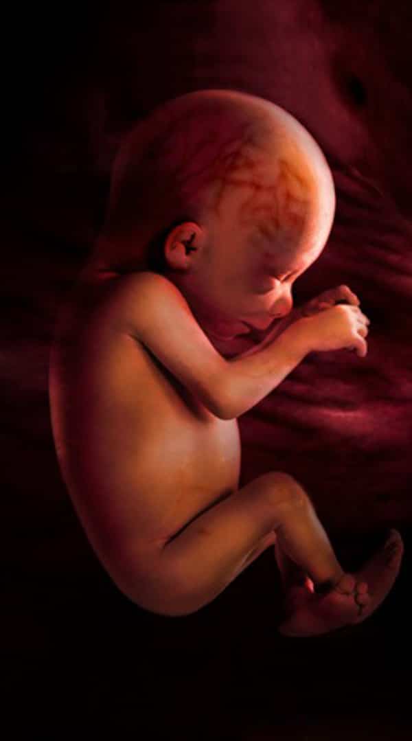 Беременных 35 недели беременности. Плод на 33 недели беременности в утробе. Малыш на 35 неделе беременности в утробе. 35 Недель беременности фото плода. Ребенок в утробе на 33 неделе беременности.