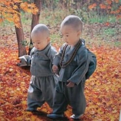 маленькие тибетцы